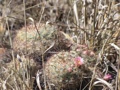 Mammillaria jaliscana jaliscana