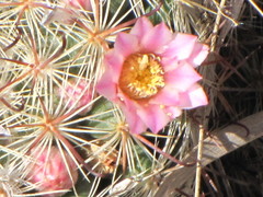 Mammillaria jaliscana jaliscana