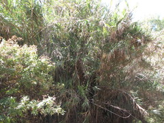 Hymenachne pernambucense