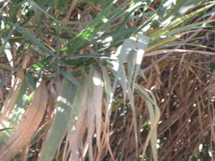 Hymenachne pernambucense