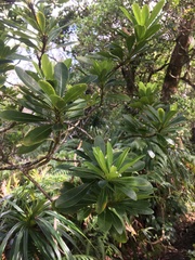 Pittosporum glabrum