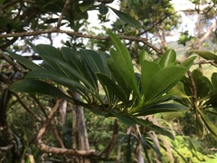 Pittosporum glabrum