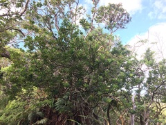 Pittosporum glabrum