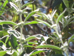 Buddleja sessiliflora