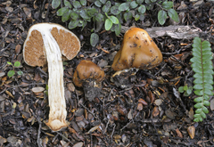 Cortinarius epiphaeus