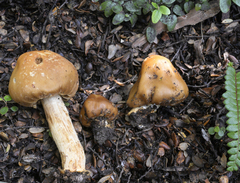 Cortinarius epiphaeus