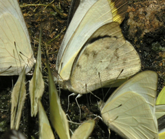 Appias indra thronion