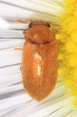 Byturus unicolor