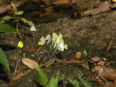 Appias indra thronion