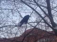 Corvus frugilegus