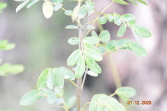 Senna pendula glabrata