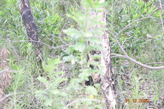 Senna pendula glabrata