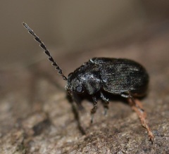 Xyletobius