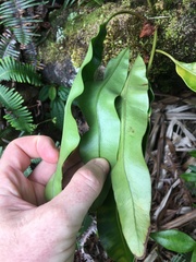 Elaphoglossum crassifolium