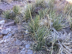 Agave schottii schottii