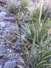 Agave schottii schottii