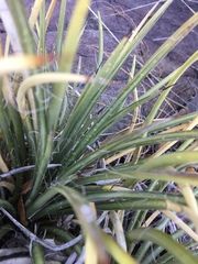 Agave schottii schottii