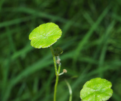 Hydrocotyle robusta