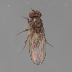 Drosophila melanica