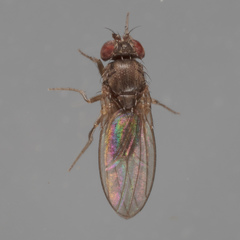 Drosophila melanica