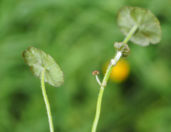 Hydrocotyle robusta