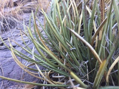 Agave schottii schottii