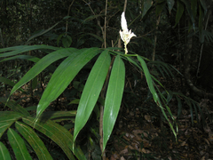 Alpinia oxymitra