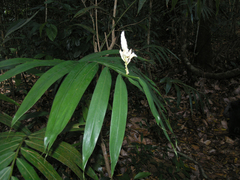 Alpinia oxymitra