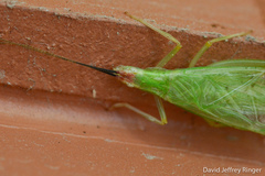 Oecanthus varicornis