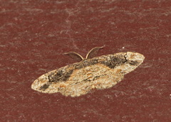 Parapholodes fuliginea