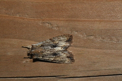 Lithophane petulca