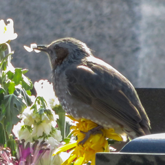 Hypsipetes amaurotis