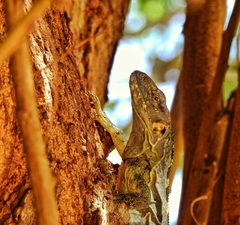 Ctenosaura pectinata