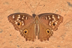 Junonia lemonias