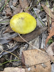 Amanita flavella
