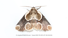 Cymatophoropsis trimaculata