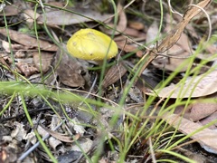 Amanita flavella