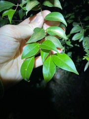 Backhousia myrtifolia