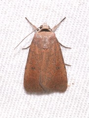 Anicla biformata