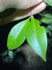 Backhousia myrtifolia