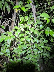 Backhousia myrtifolia
