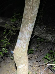 Backhousia myrtifolia