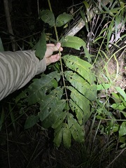 Flindersia schottiana