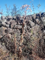 Roldana heracleifolia