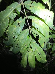 Flindersia schottiana