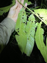 Flindersia schottiana