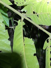 Flindersia schottiana
