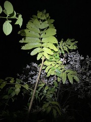 Flindersia schottiana