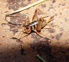 Ceuthophilus maculatus