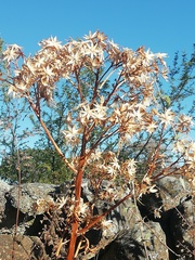 Roldana heracleifolia